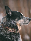 Buff Dog Neckwear