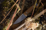 Fitzroy Field Knife D2