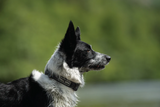 FELLDOG Drench Collar Orange