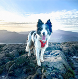 FELLDOG Helvellyn Harness Forest