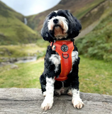 FELLDOG Helvellyn Harness Forest