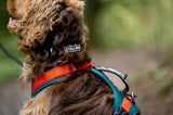 FELLDOG Jura Dog Collar