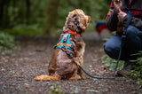 FELLDOG Nevis Harness Forest & Red Tarn