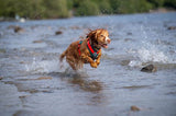 FELLDOG Nevis Harness Forest & Red Tarn