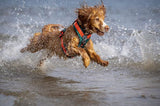 FELLDOG Nevis Harness Forest & Red Tarn