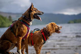 FELLDOG Nevis Harness Forest & Red Tarn