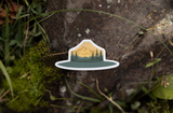 WILDTREE Park Ranger Hat Sticker