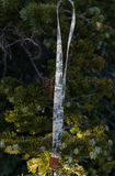 WILDTREE Woodland Landscape Neck Lanyard